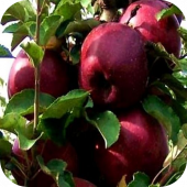 Яблоня "Кубанское Багряное" Яблоня "Кубанское Багряное"